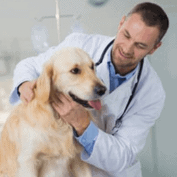 Veterinary Medical Board Lawyers